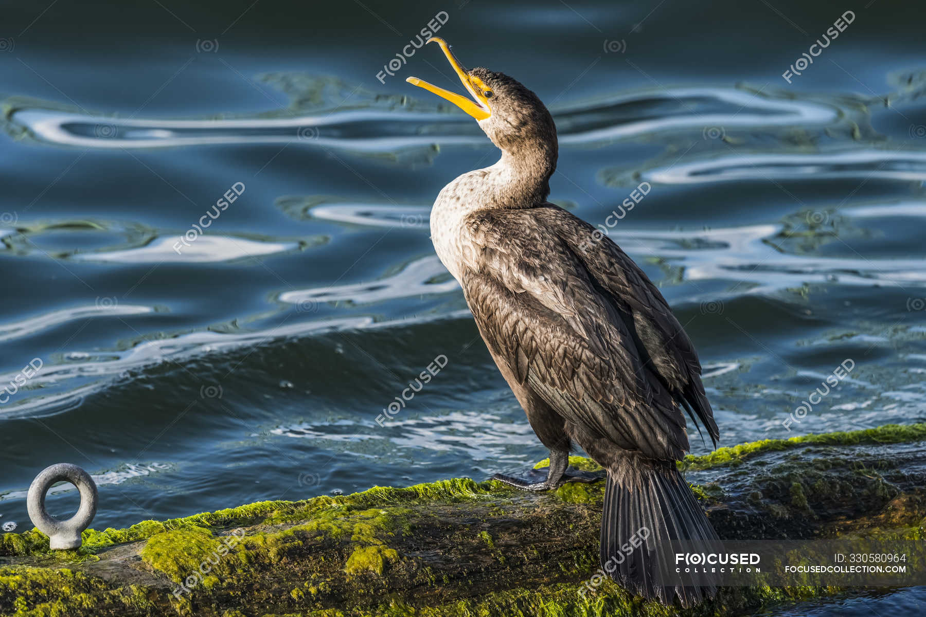 Ein Doppelschopfkormoran Ruht Auf Einem Stamm Im Columbia Fluss Astoria Oregon Vereinigte Staaten Von Amerika Nahaufnahme Moos Stock Photo 330580964