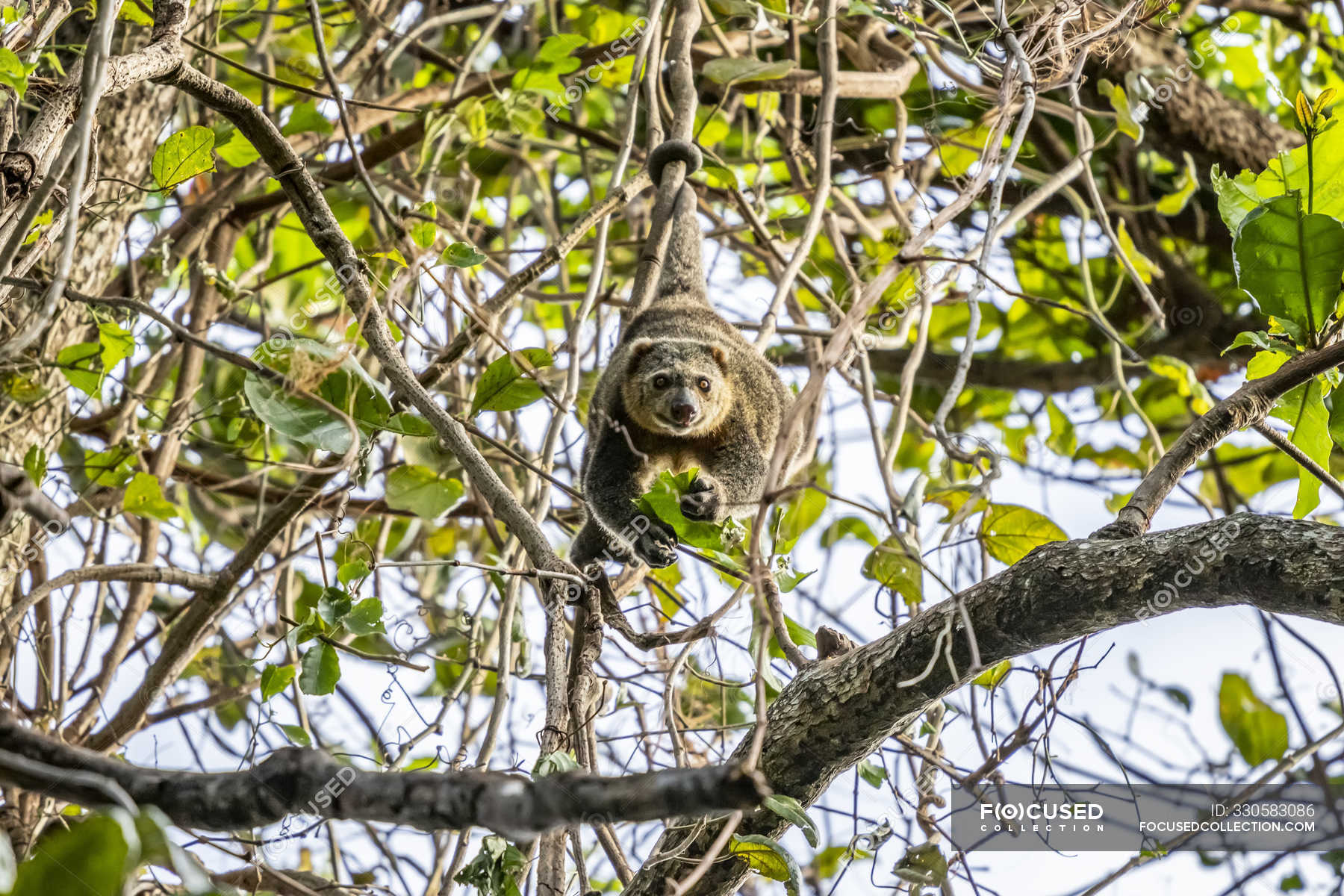 Sulawesi bear cuscus или Sulawesi bear phalanger (Ailurops ursinus ...