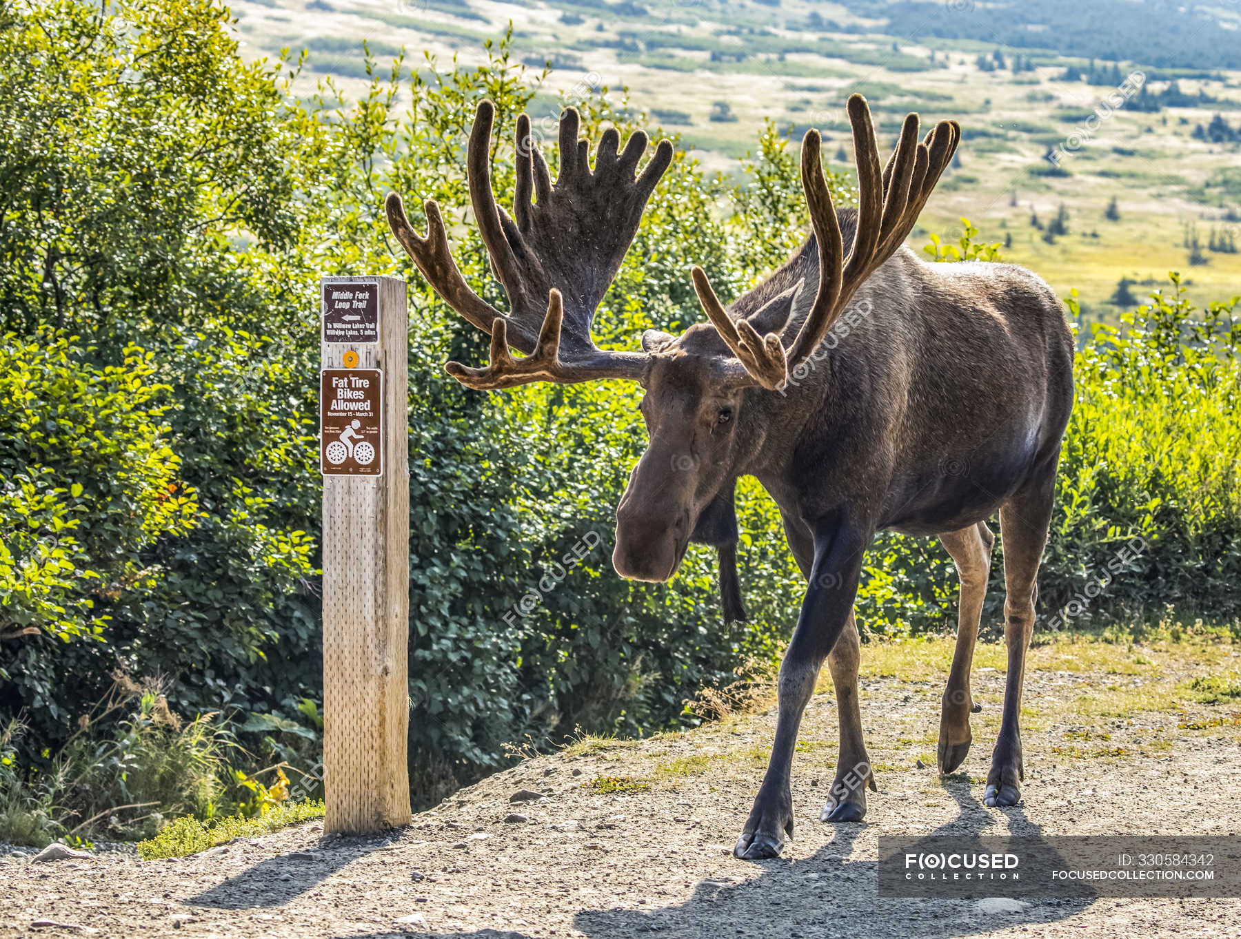 Bull Moose with antlers in velvet at wild nature — fascinating, animal ...