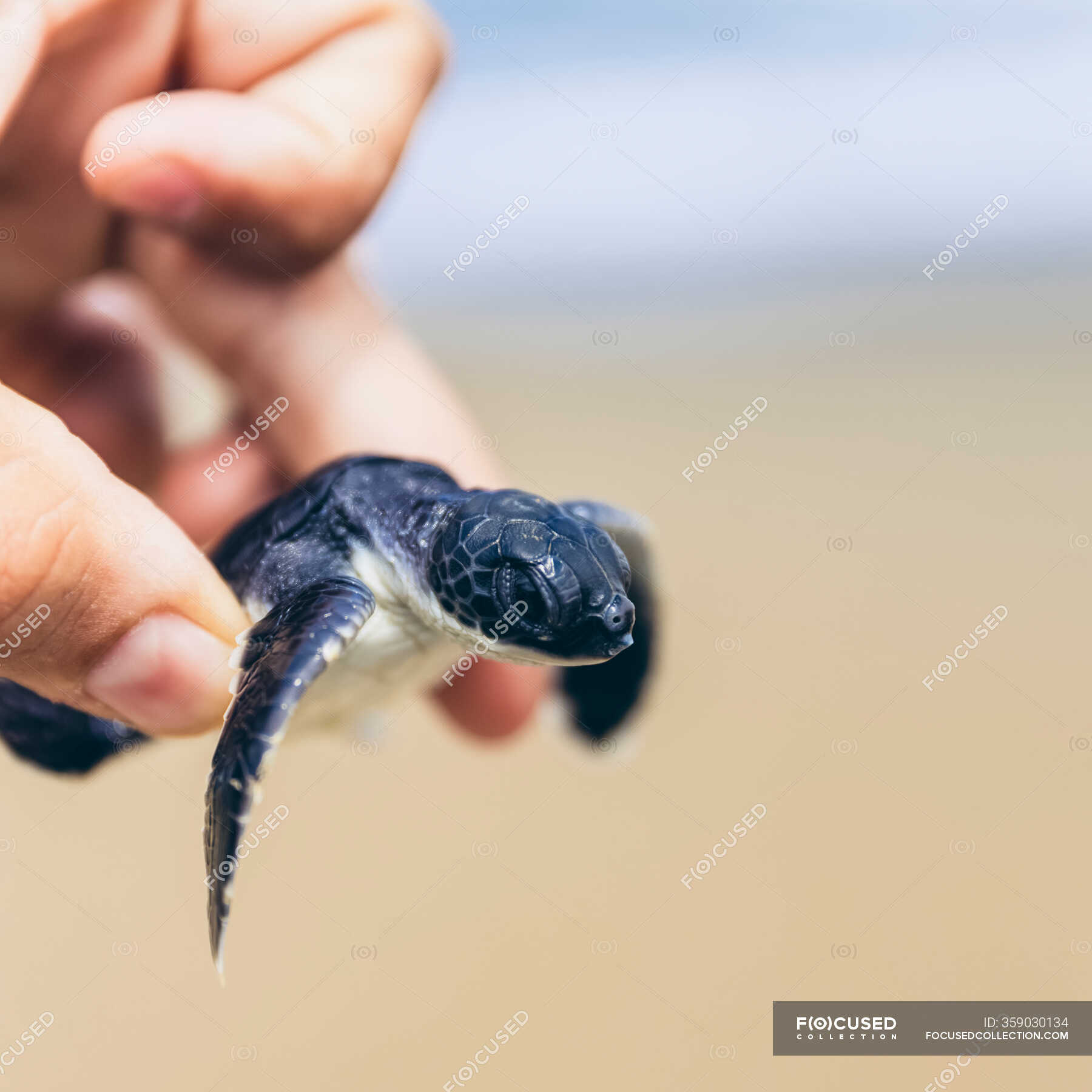 Baby turtle at Pantai Pandan Sari; East Java, Java, Indonesia — shell ...