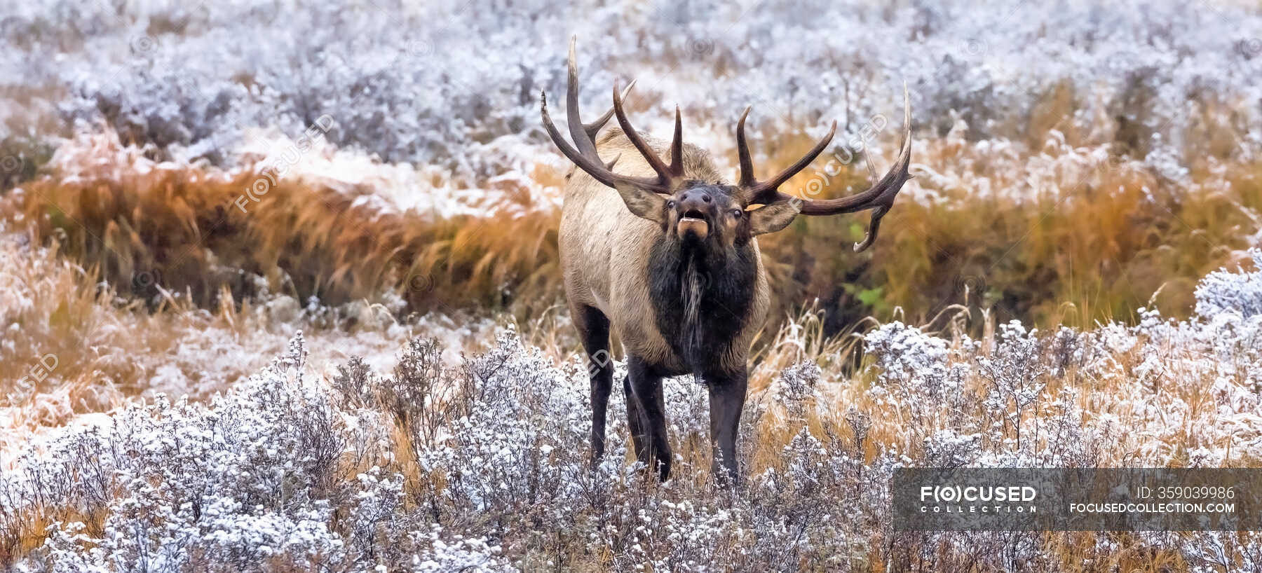 Bull elk (Cervus canadensis) standing in frosty field, looking up and