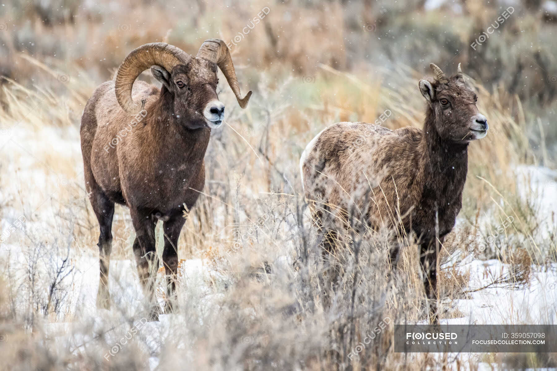 Bighorn Sheep ram with massive horns near Yellowstone National Park ...