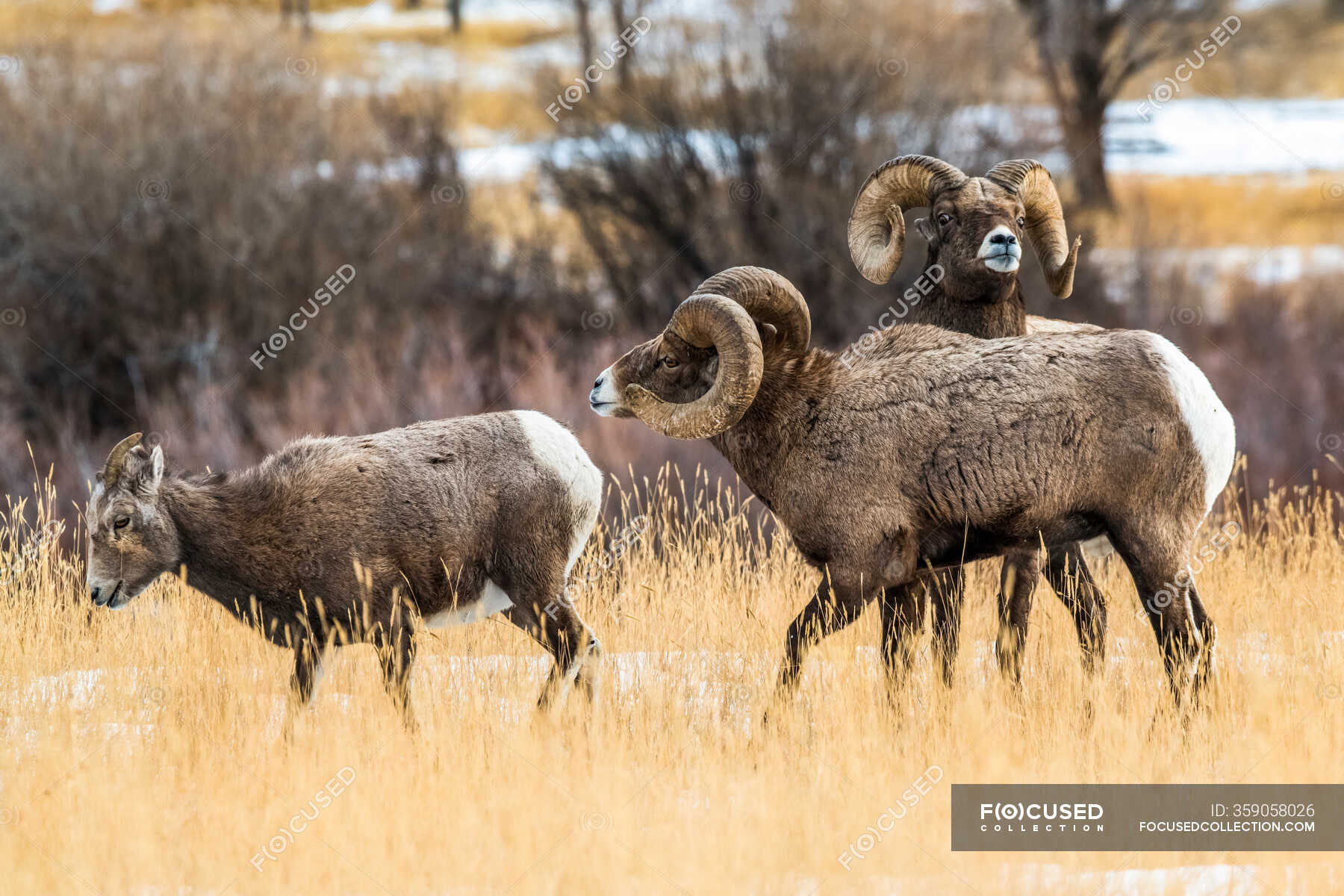 Bighorn Sheep ram with massive horns near Yellowstone National Park ...