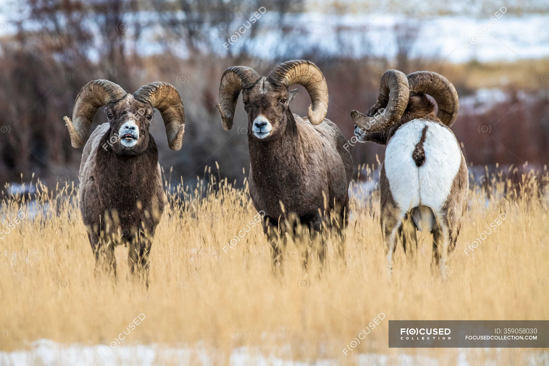 Bighorn Sheep ram with massive horns near Yellowstone National Park ...