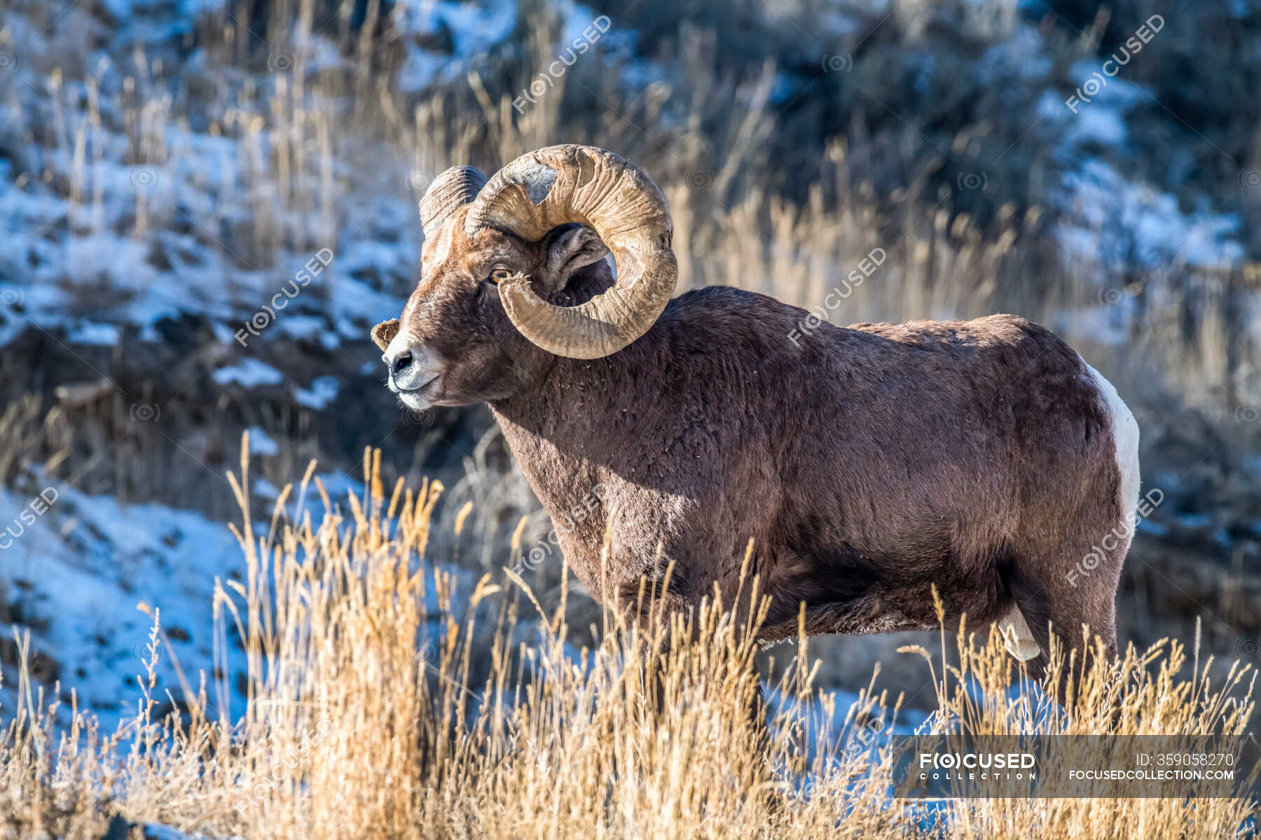 Bighorn Sheep ram with massive horns near Yellowstone National Park; Montana, United States of America — fascinating, grass - Stock Photo | #359058270 Bighorn Sheep ram with massive horns near Yellowstone National Park; Montana, United States of America — fascinating, grass - Stock Photo | #359058270