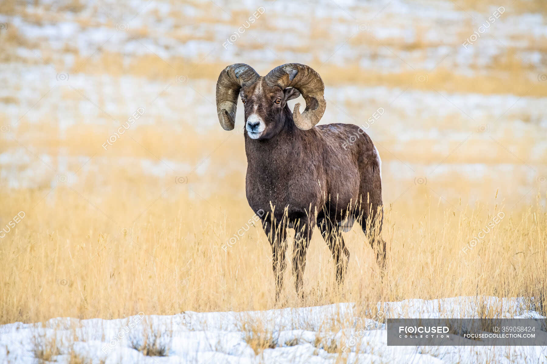 Bighorn Sheep ram with massive horns near Yellowstone National Park ...