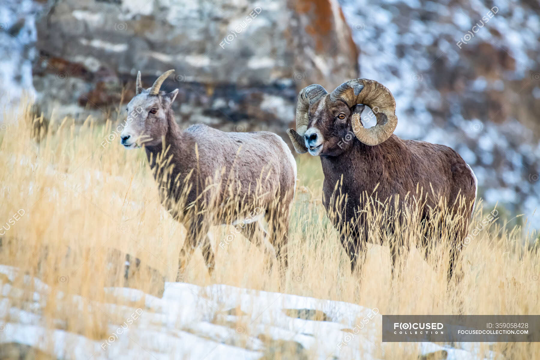 Bighorn Sheep ram with massive horns near Yellowstone National Park ...