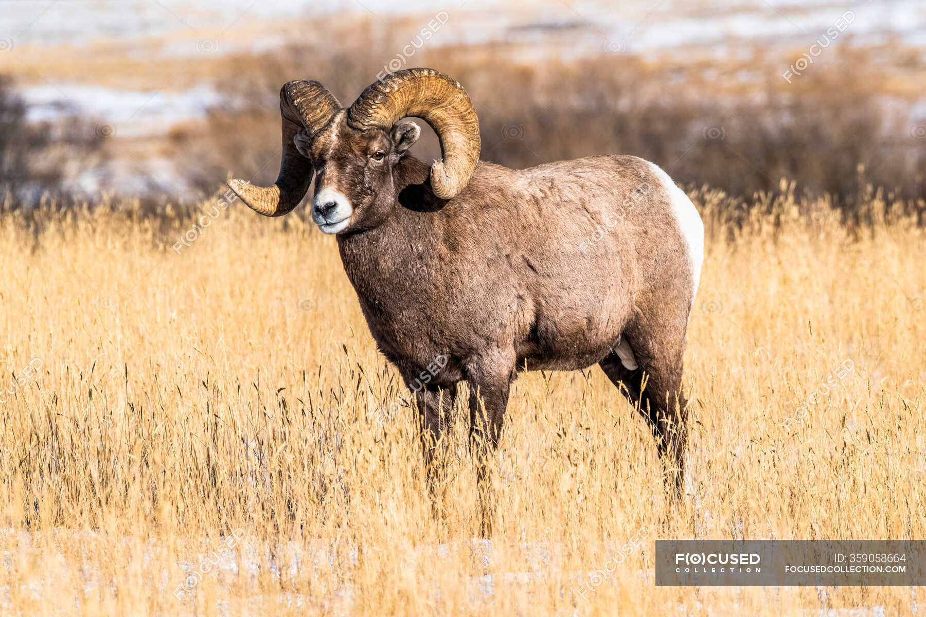 Bighorn Sheep ram with massive horns near Yellowstone National Park ...