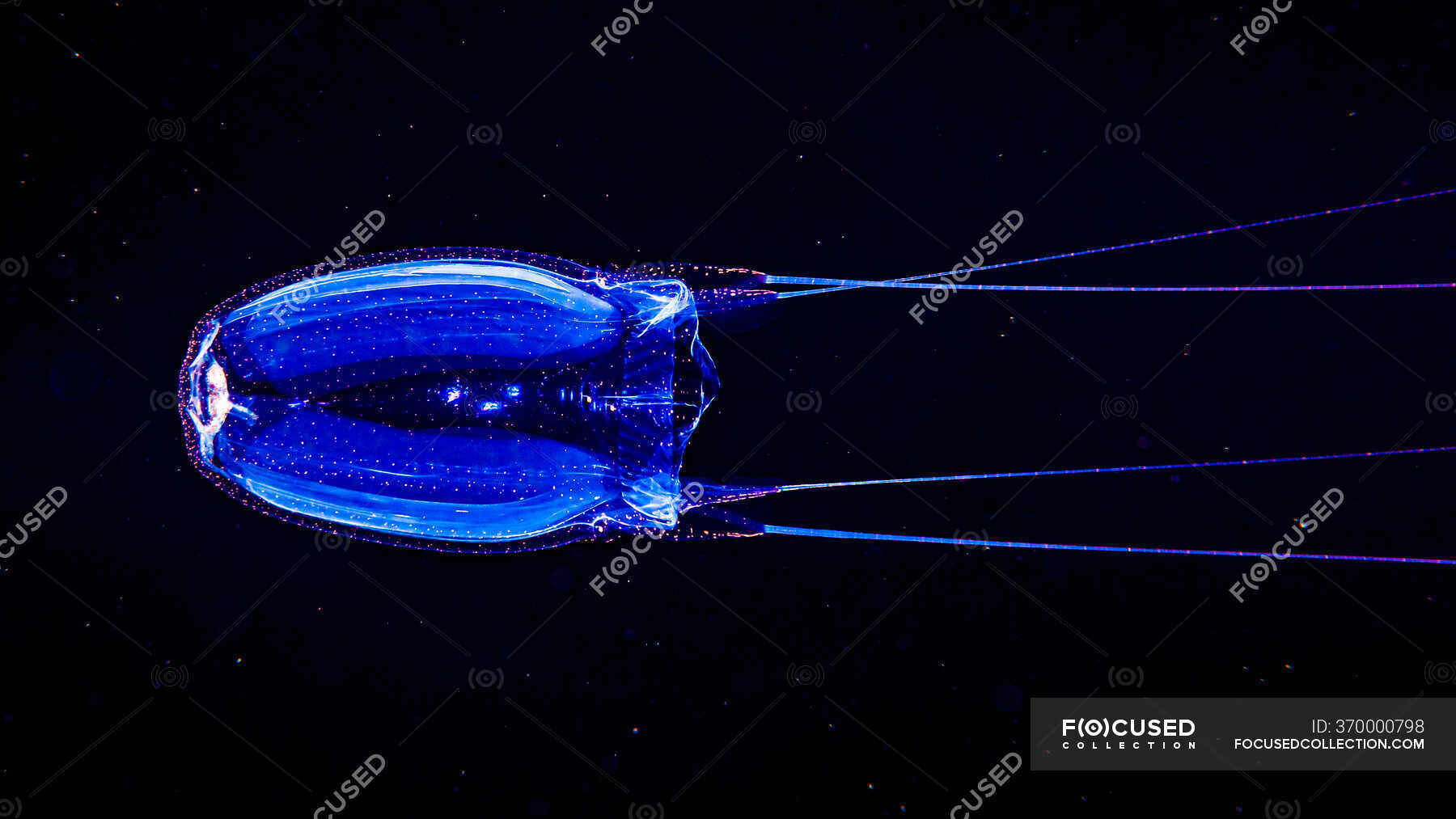 Box Jellyfish, also known as Sea Wasp (Alatina alata), swimming by