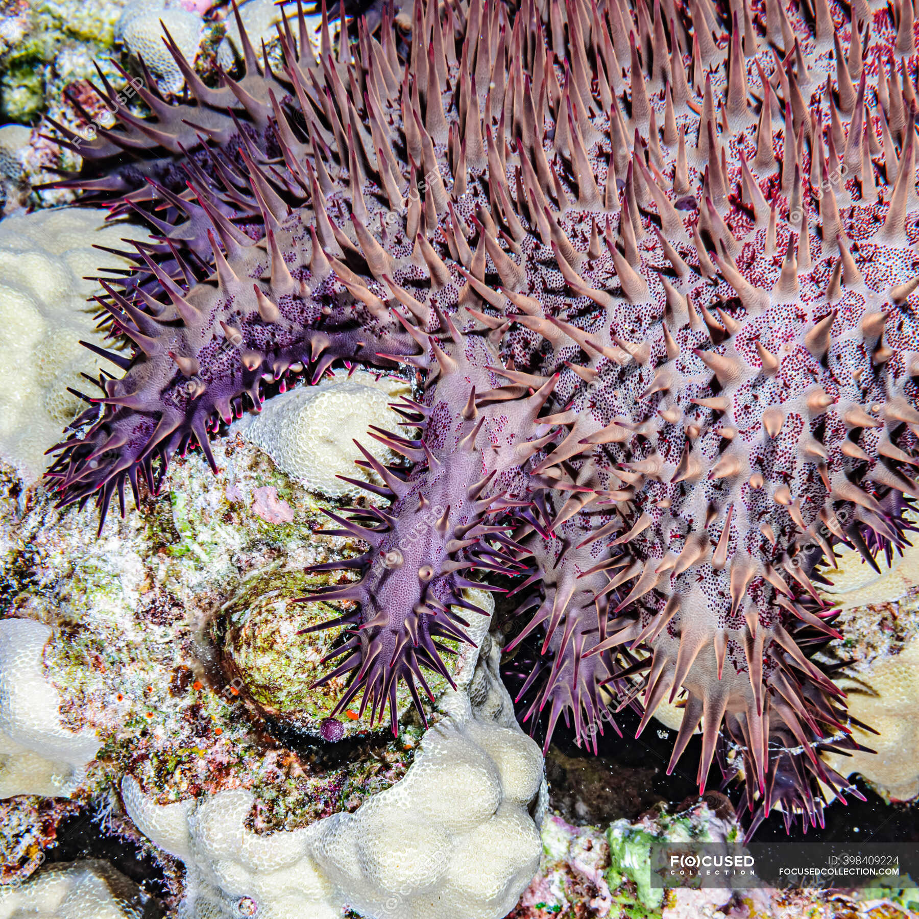 Primo piano di una stella marina della corona di spine (Acanthaster