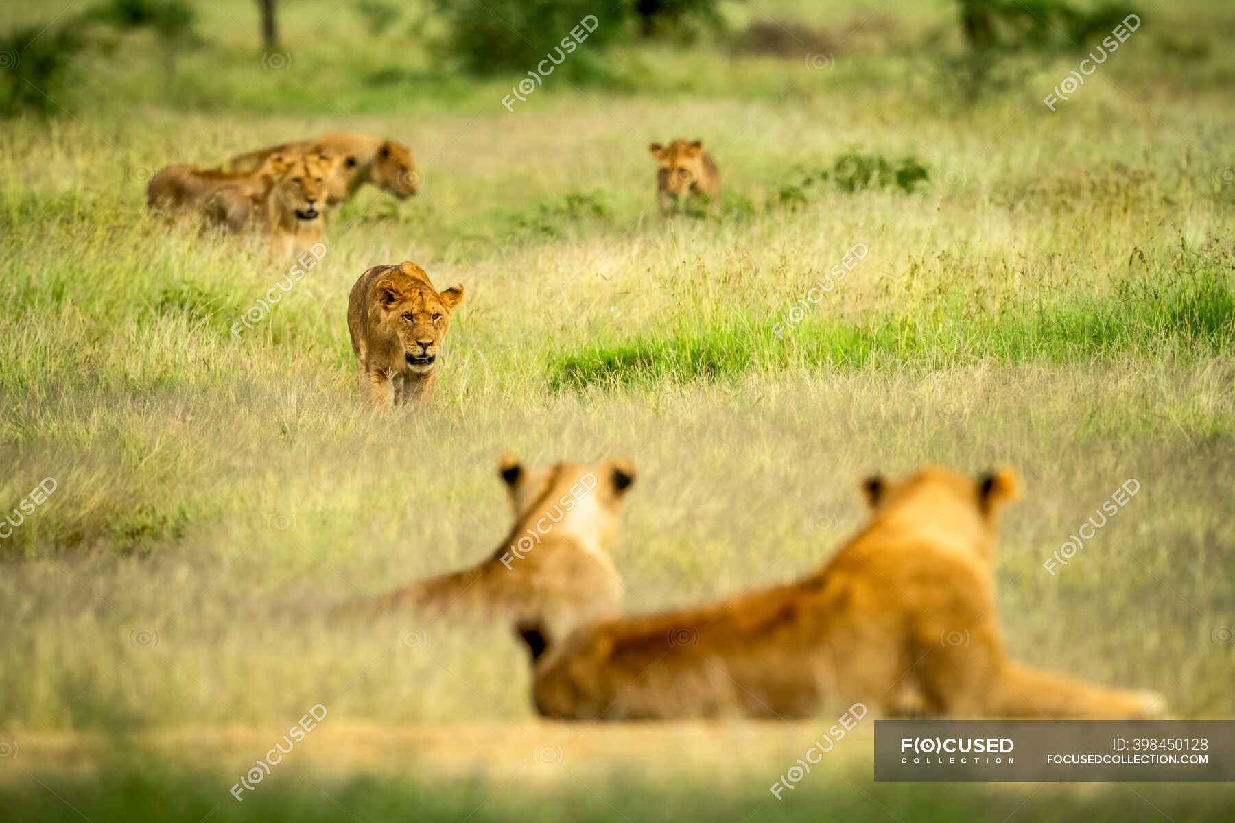 Lioness Panthera Leo Walking Through A Field Of Long Grass While The