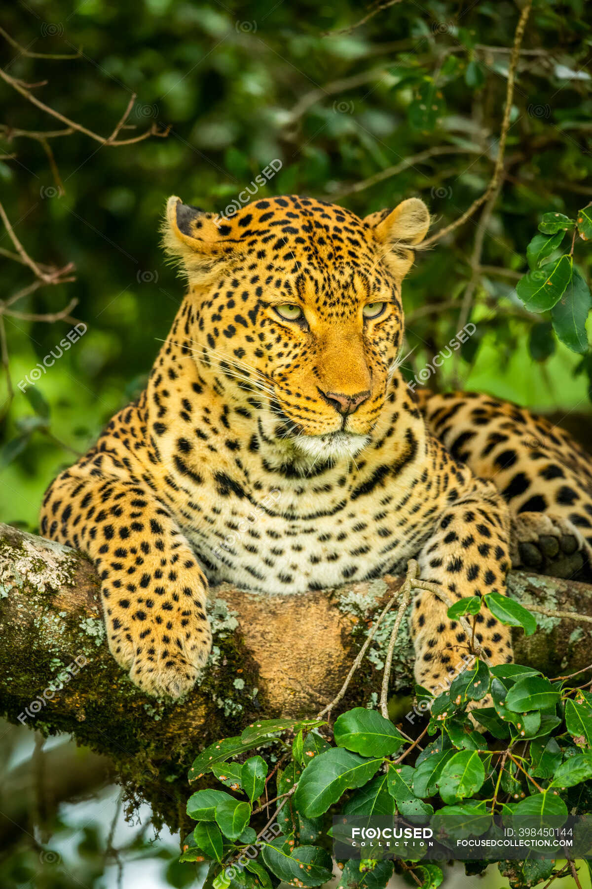 Portrait of leopard (Panthera Pardus) with watchful eyes lying on lichen  covered tree branch; Kenya — tree branches, looking down - Stock Photo |  #398450144