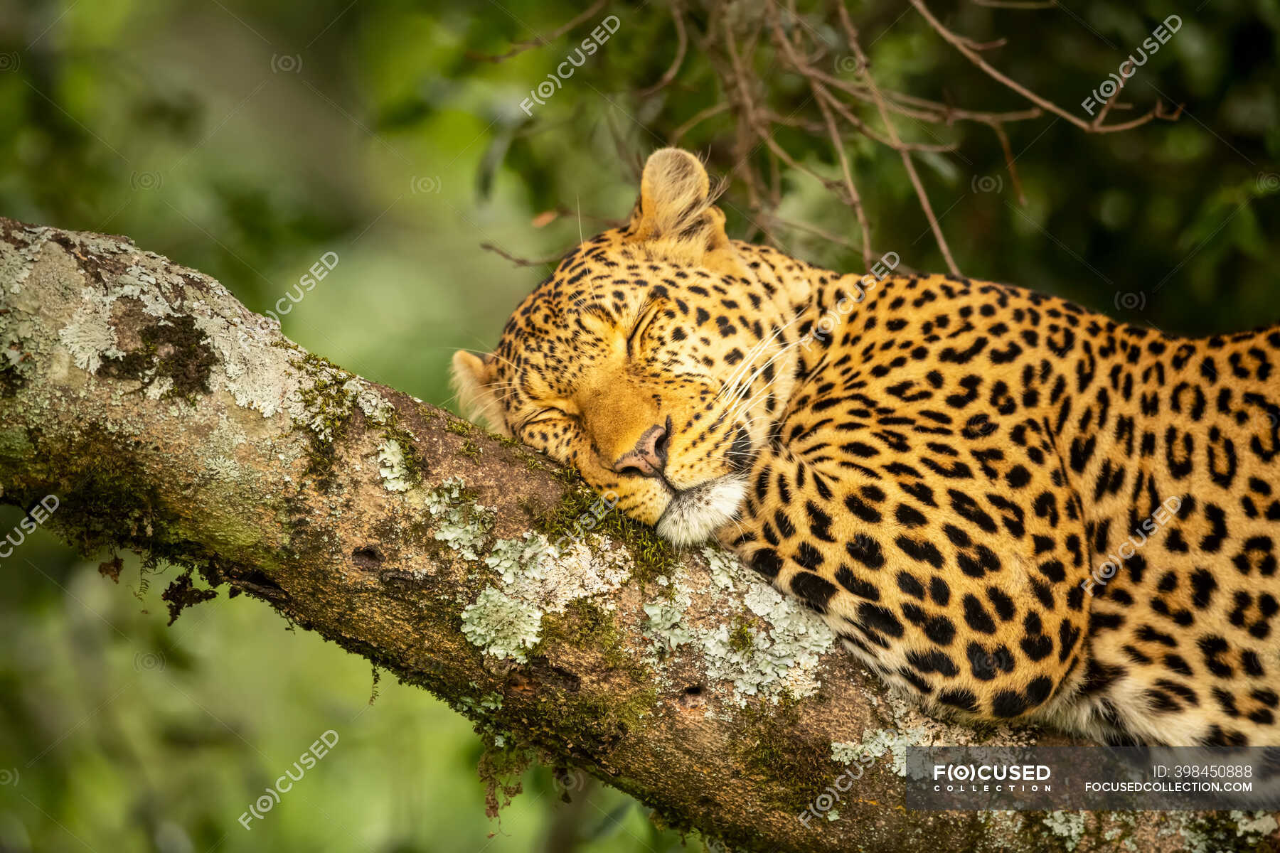 Close-up of a leopard (Panthera pardus) lying on tree branch sleeping;  Kenya — Lying Down, tourism - Stock Photo | #398450888