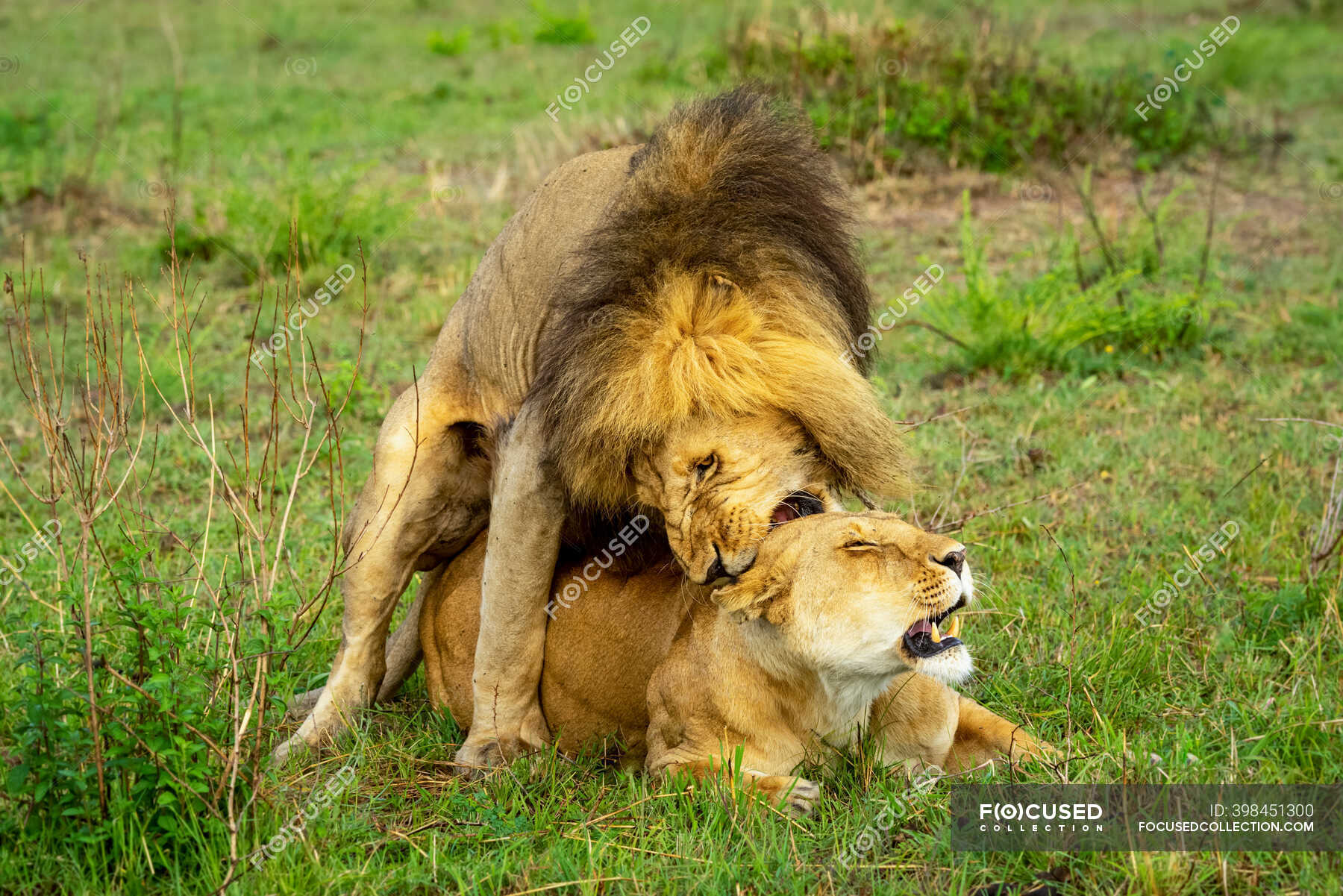 León (Panthera leo) mordiendo la nuca de leona mientras se aparea; Kenia —  Atracción turística, vida silvestre - Stock Photo | #398451300