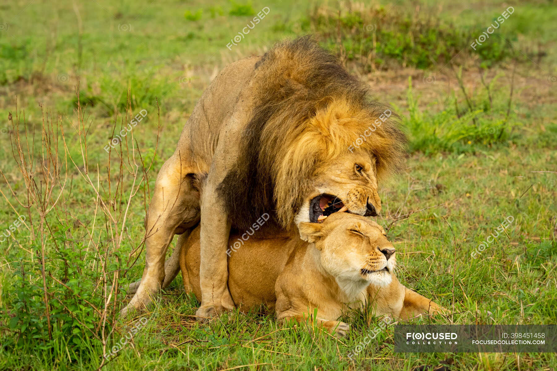 Спаривание с вуки. Лев самец и самка. Лев спаривается с самкой. Лев спаривается с львицей. Лев с самкой спаривание.