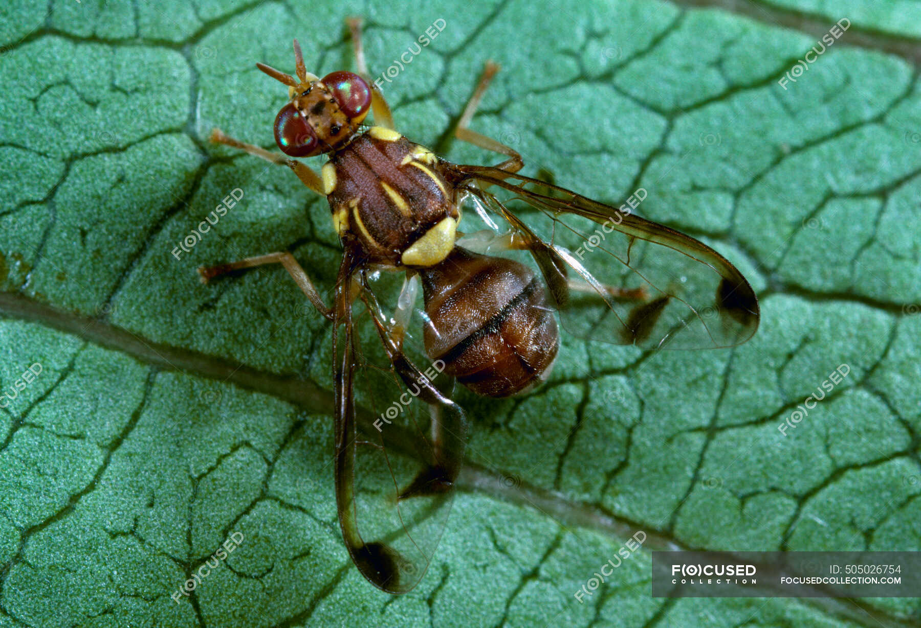 Agriculture Melon fly (Dacus cucurbitae) adult on a leaf. — magnified