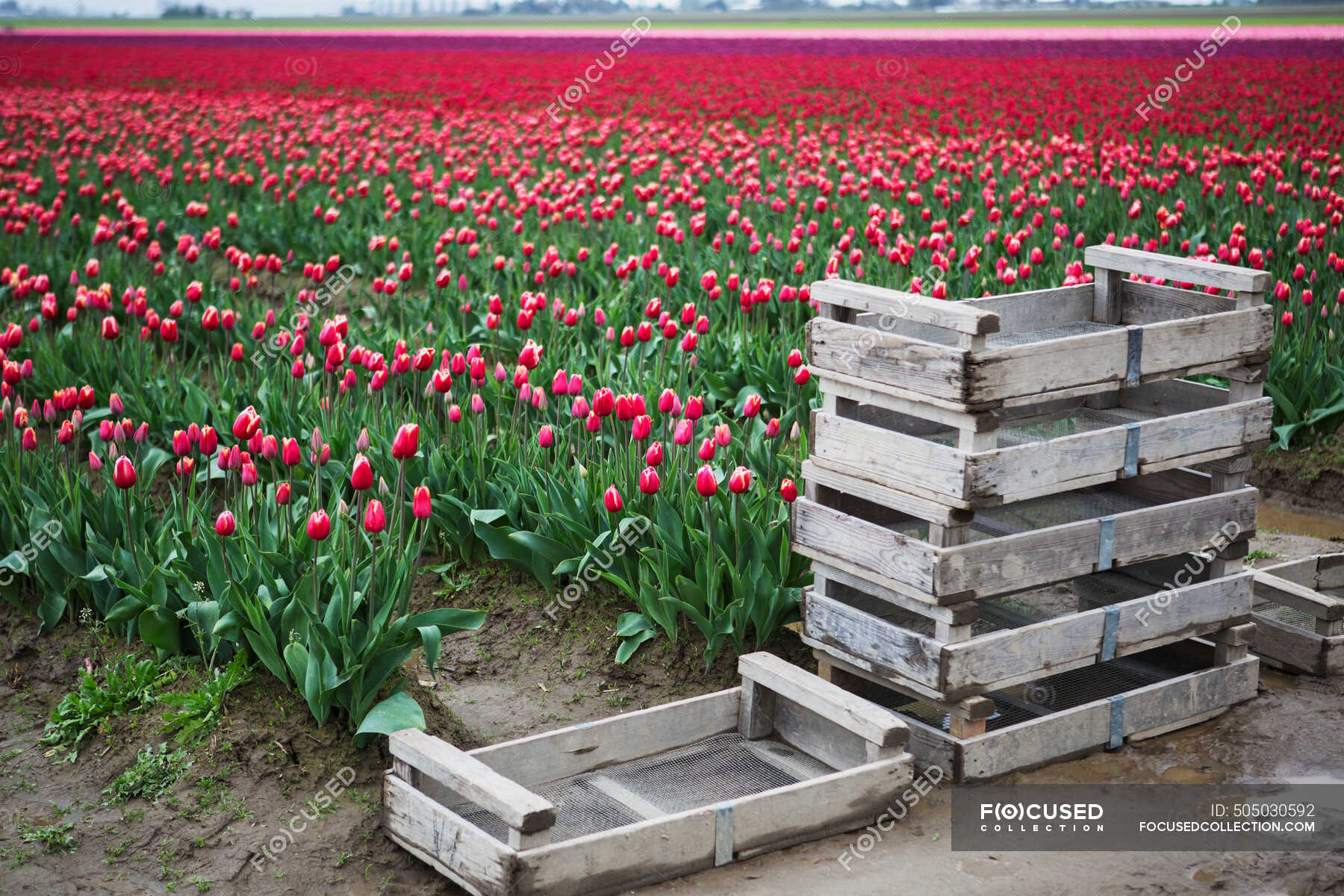 Muddy Crates In Front Of Colourful Fields Of Tulips; La Conner