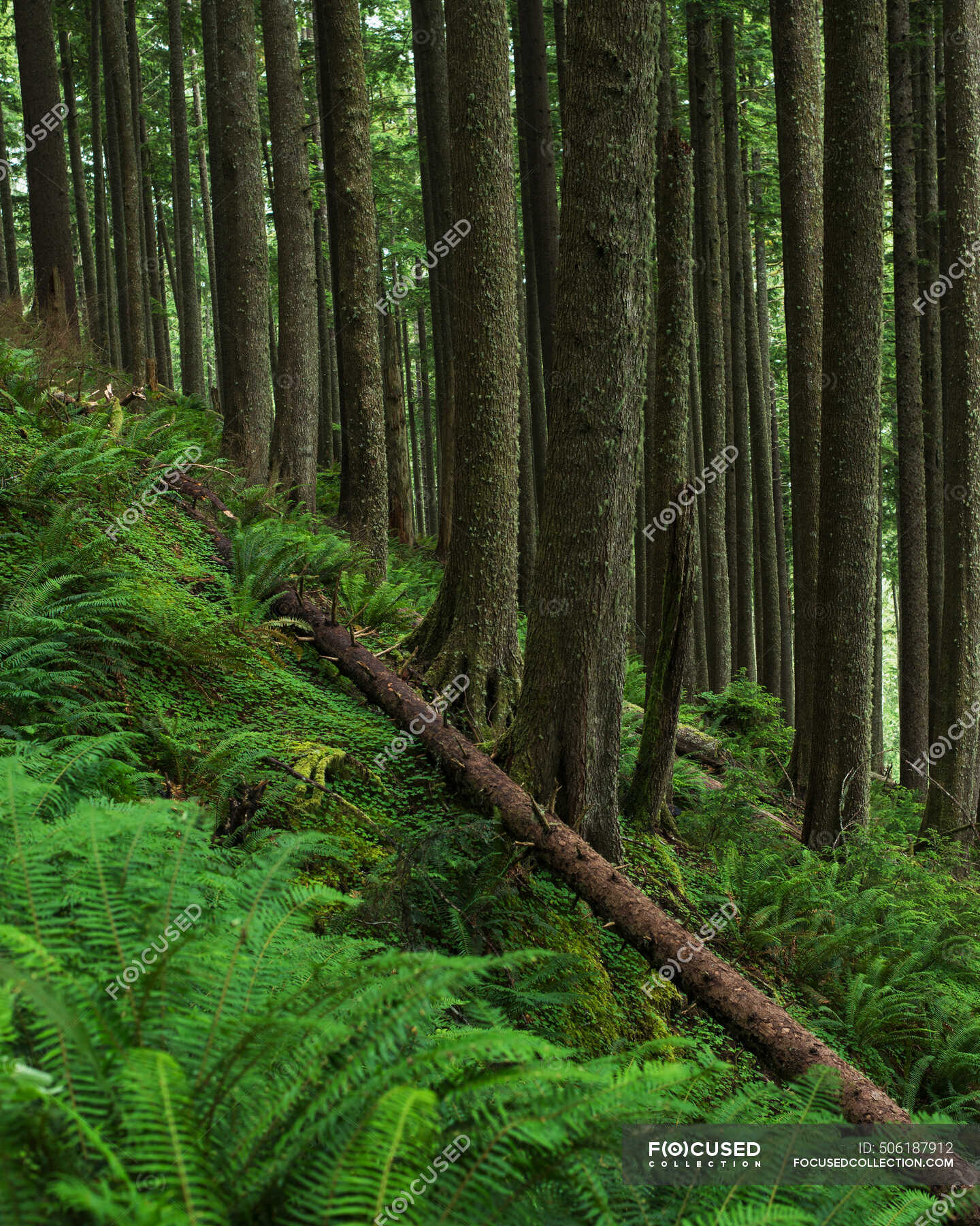 Western Hemlock Trees Grow In Oswald West State Park; Manzanita, Oregon