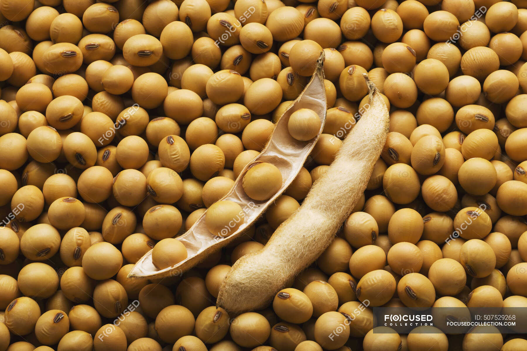 A Large Open Soybean Pod Laying On A Pile Of Dried, Mature Soybeans