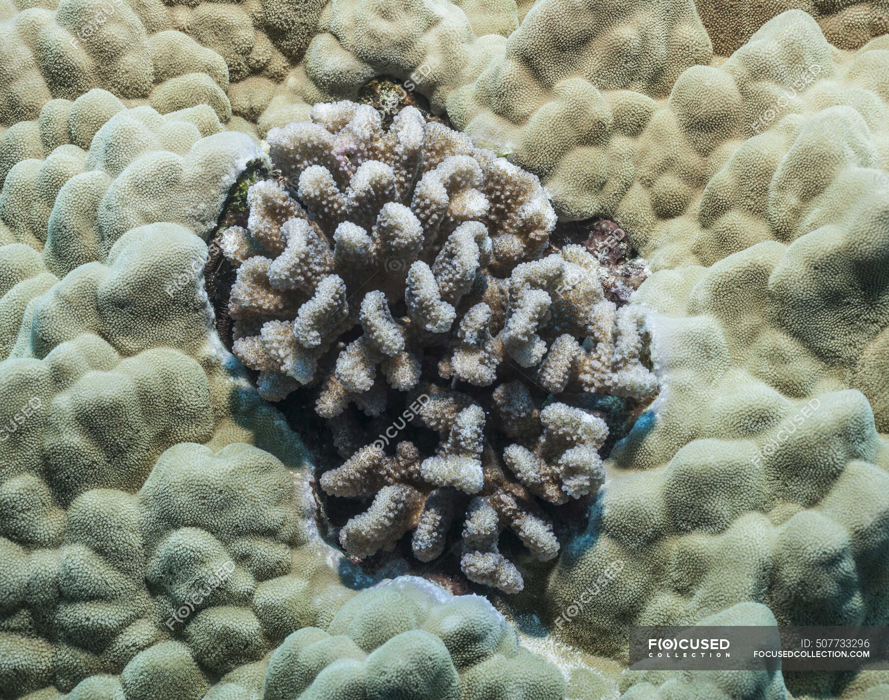Cauliflower Coral (Pocillopora Meandrina) Surrounded By Lobe Coral ...