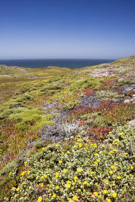 California coastal wild flowers with ocean view — Stock Photo