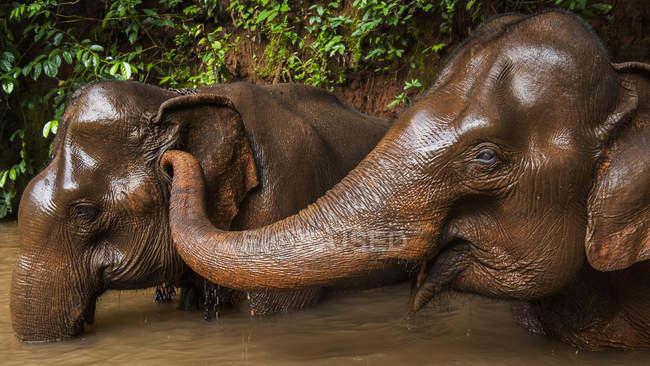 Un elefante hace cosquillas a otro elefante - foto de stock