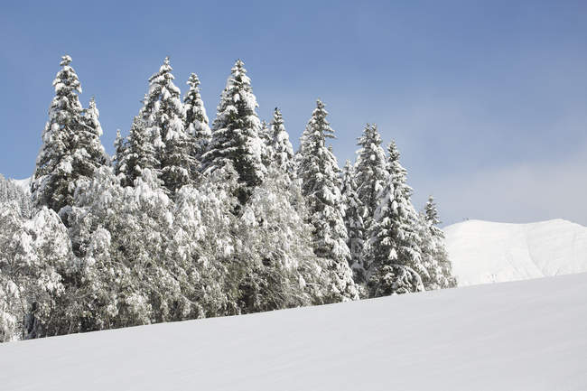 Сніг крита дерев — стокове фото
