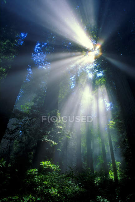 Luz solar filtrándose a través del bosque - foto de stock