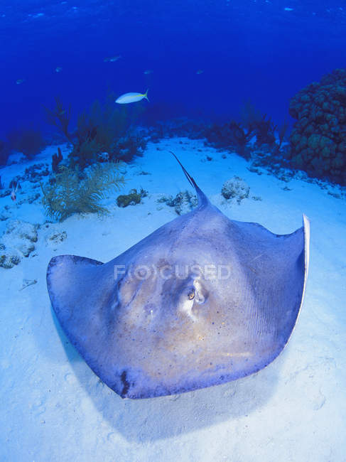 Sting Ray en el fondo del mar - foto de stock