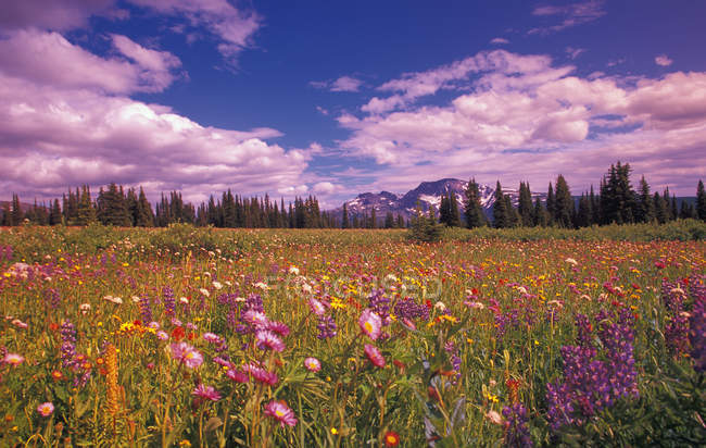 Fleurs sauvages poussant sur le champ — Photo de stock