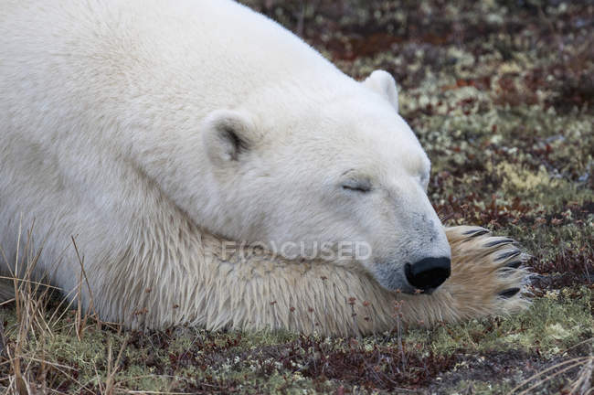 Полярний ведмідь, спальний — стокове фото