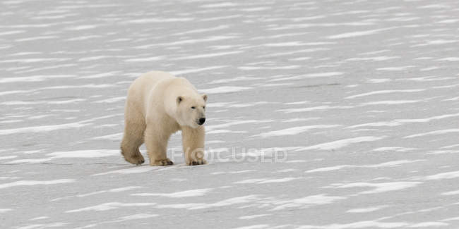 Urso polar andando — Fotografia de Stock