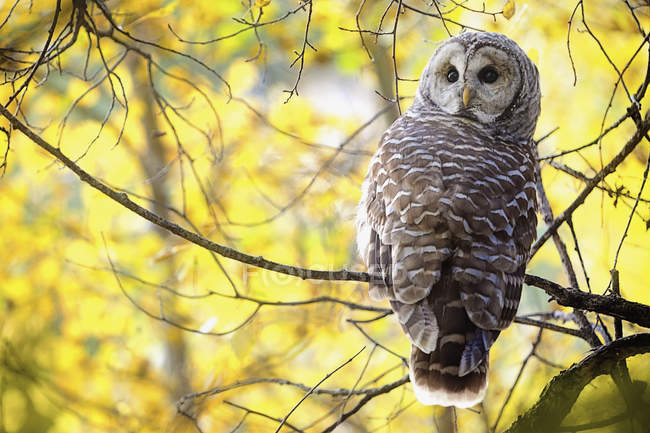 Barred Owl seduto su twigda — Foto stock