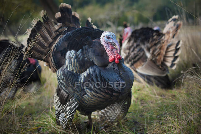 Turkeys standing on grass — Stock Photo