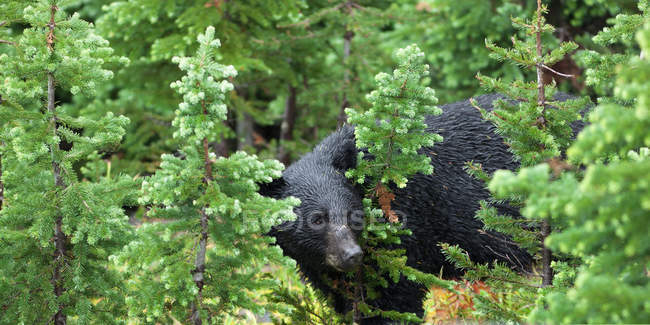 Ours noir sauvage — Photo de stock