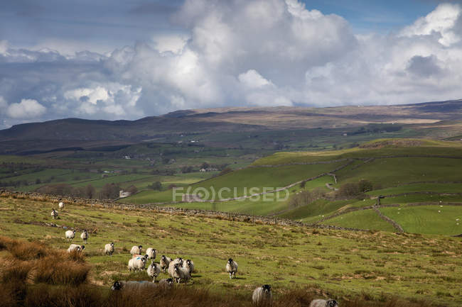 Sheep Grazing In  Field — Stock Photo