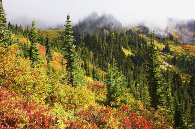 Colores otoñales en el Monte Rainier - foto de stock