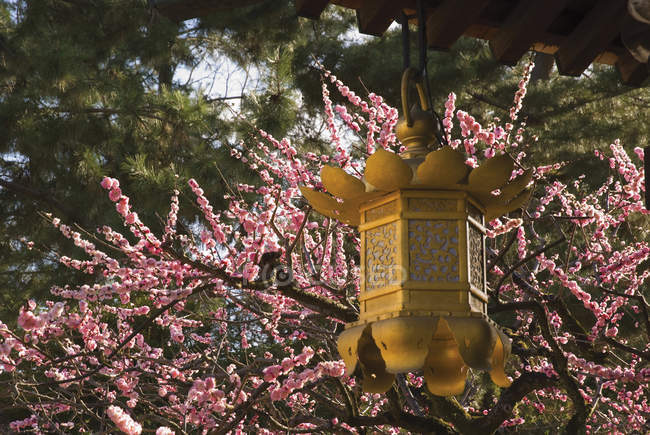 Золотий ліхтар з вишнею цвітіння — стокове фото