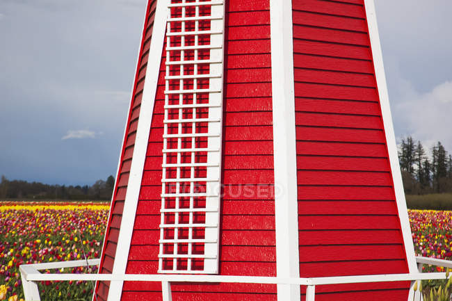 Червоний вітряк і тюльпани поля — стокове фото