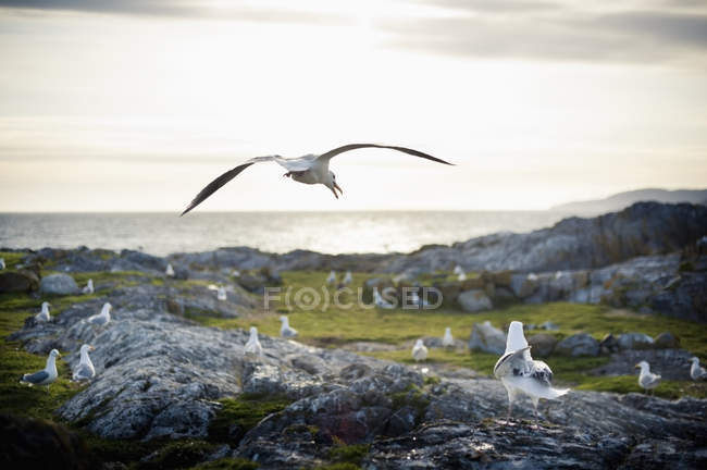 Seagulls sitting on rock — Stock Photo