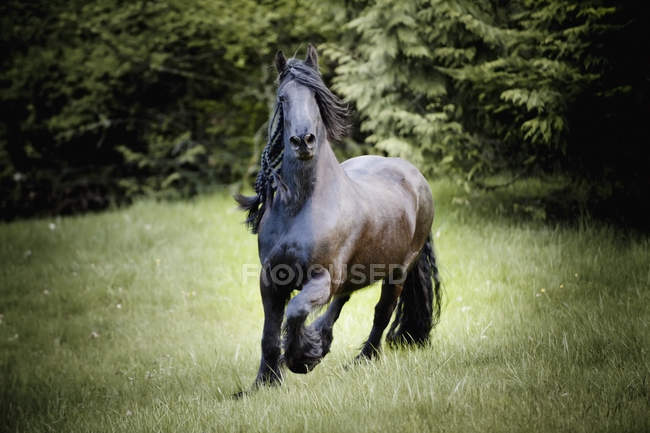 Pferd galoppiert auf Feld — Stockfoto