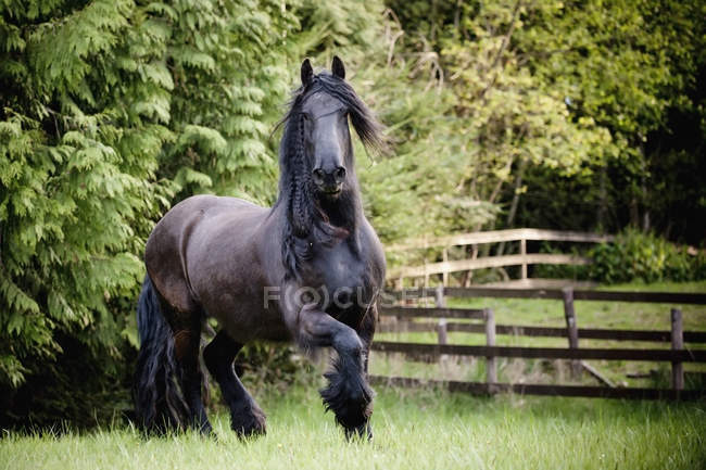 Galope de cavalo no campo — Fotografia de Stock