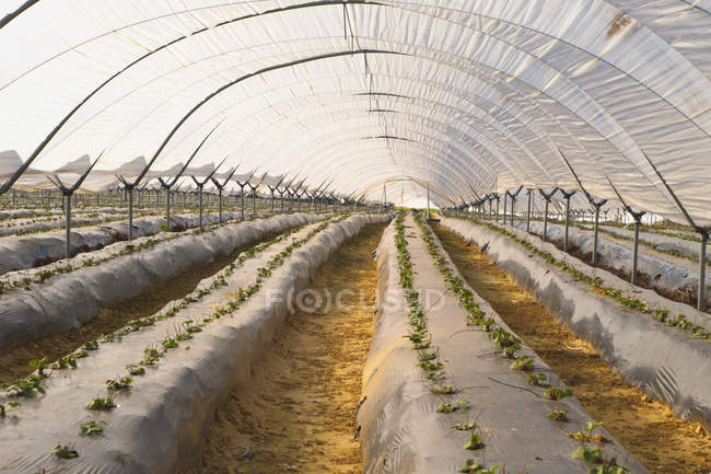Gewächshaus zum Anbau von Erdbeeren — Stockfoto