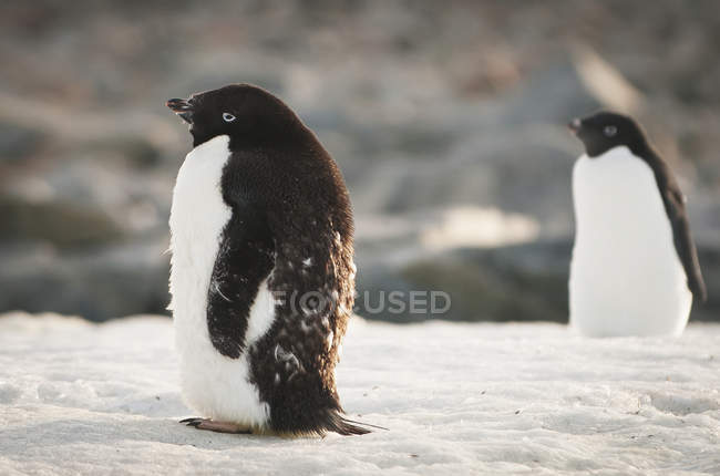 Pinguins Adelie em pé na neve — Fotografia de Stock