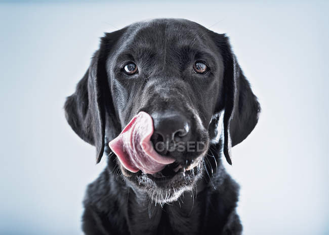 Dog licking lips — Stock Photo