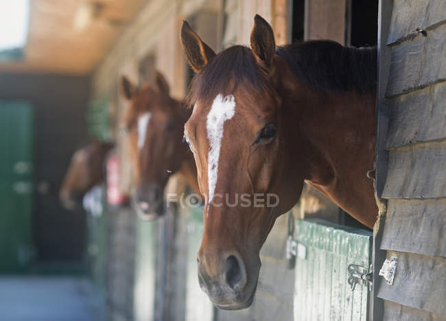 Cavalos de pé em barracas — Fotografia de Stock