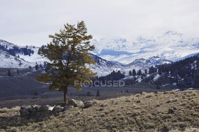 Árvore solitária no lado da montanha — Fotografia de Stock
