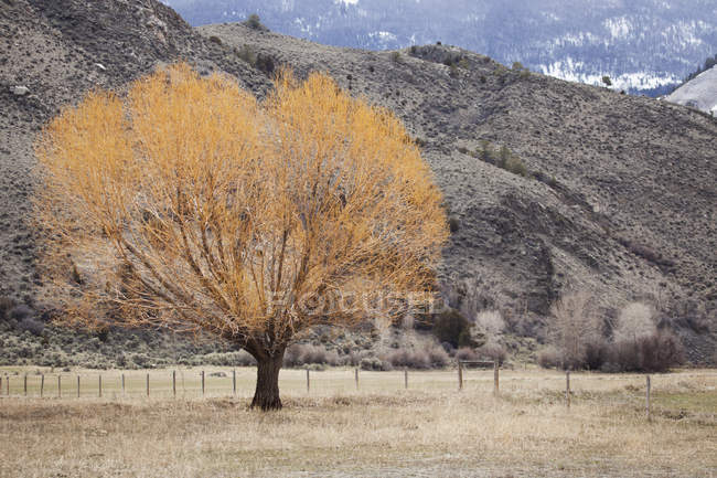 Самотнє дерево з горою — стокове фото