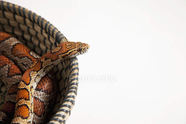Cobra de milho na cesta ; — Fotografia de Stock