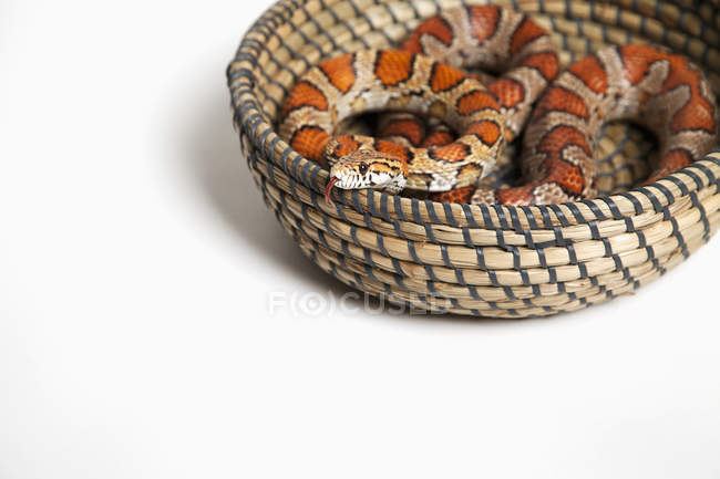 Serpiente de maíz en una canasta; Abeto alberta canada - foto de stock